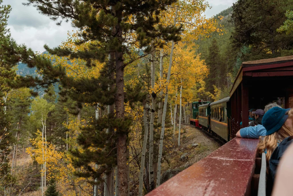 Looking back on a slow train ride through a forest