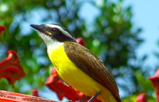Small Group Guyana Birding Tours: A More Intimate Way to Explore the Wild