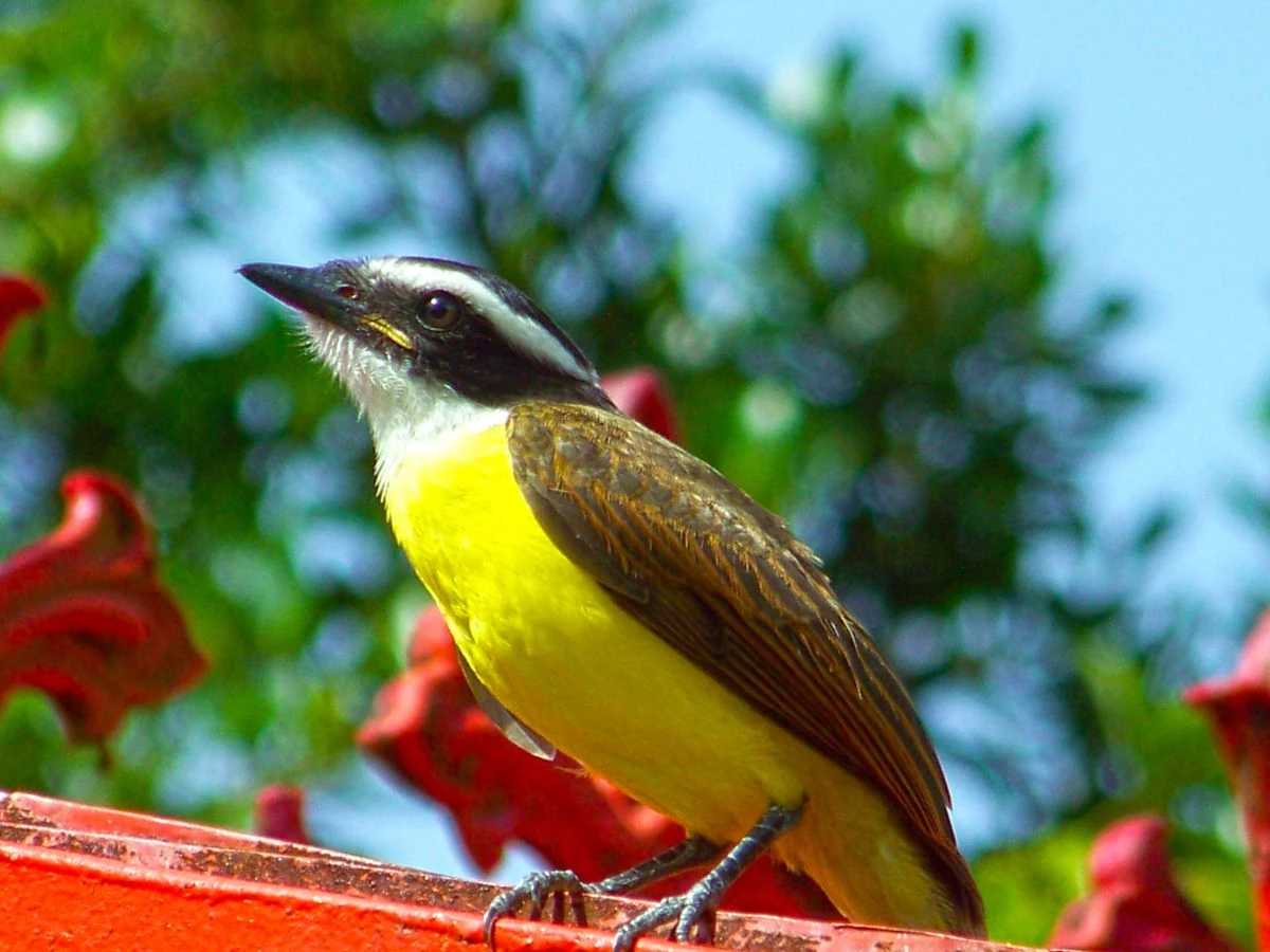 Small Group Guyana Birding Tours: A More Intimate Way to Explore the Wild